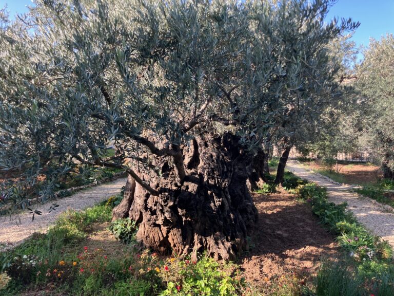 Reflections on my Time in the Holy land